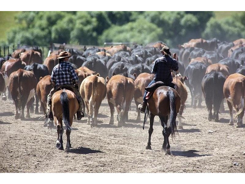 1929 Great Alpine Road, Omeo VIC 3898