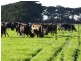 950 CASTLE CAREY ROAD, Terang VIC 3264