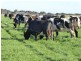 950 CASTLE CAREY ROAD, Terang VIC 3264