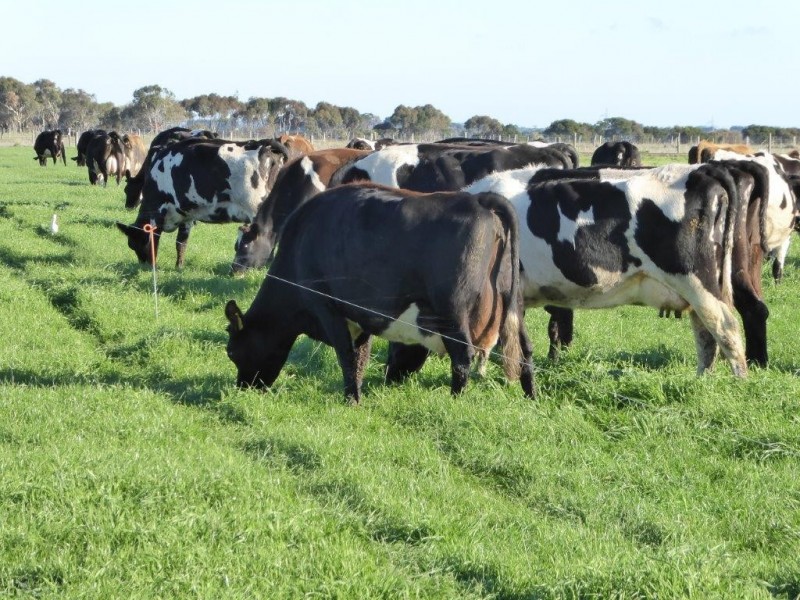 950 CASTLE CAREY ROAD, Terang VIC 3264
