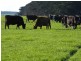 950 CASTLE CAREY ROAD, Terang VIC 3264