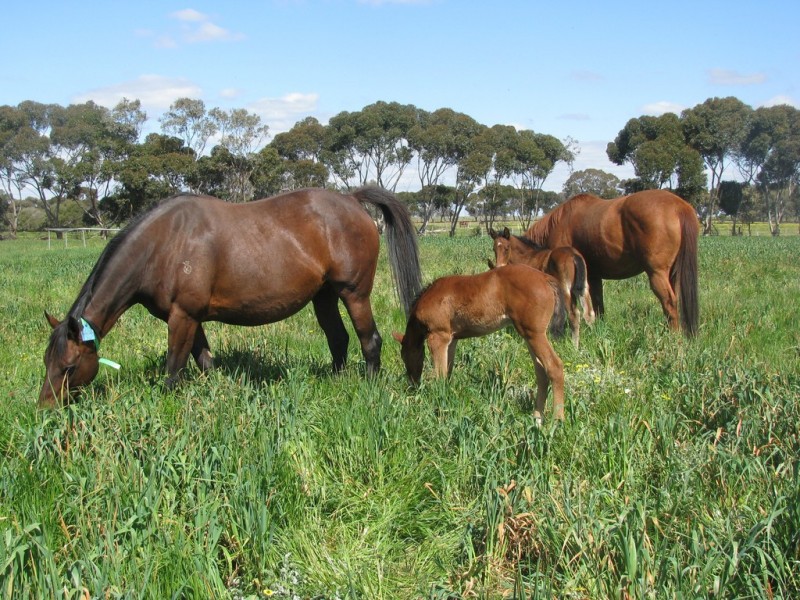 565 Muskerry East School Road Muskerry via, Toolleen VIC 3551