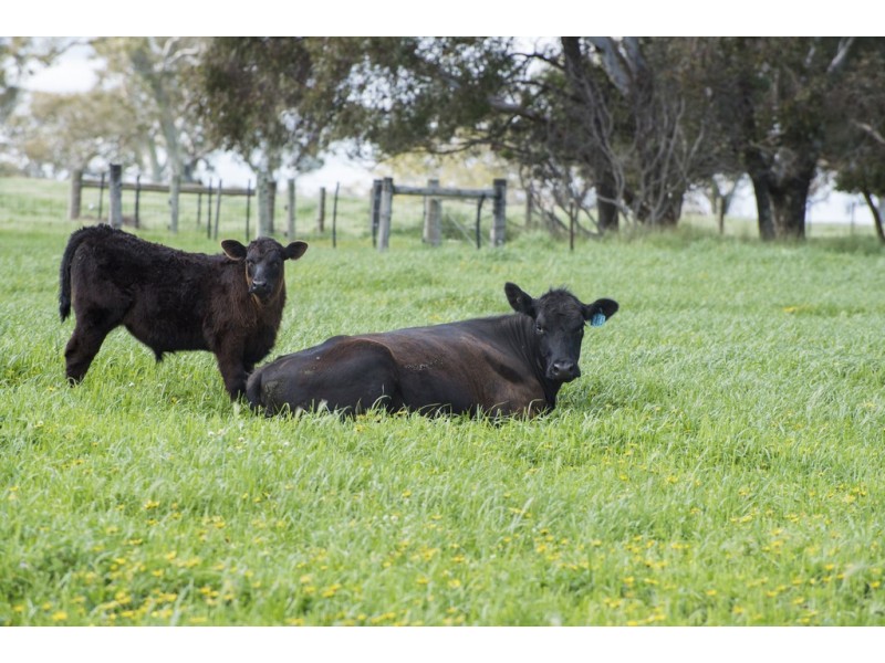 3320 Casterton-Edenhope Road, Chetwynd VIC 3312