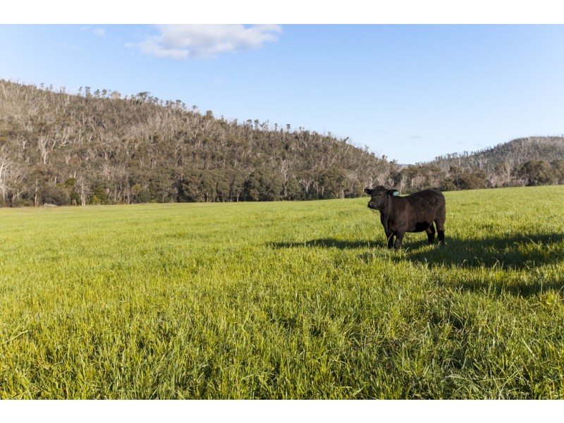 88 Wilhelmina Falls Road, Murrindindi VIC 3717