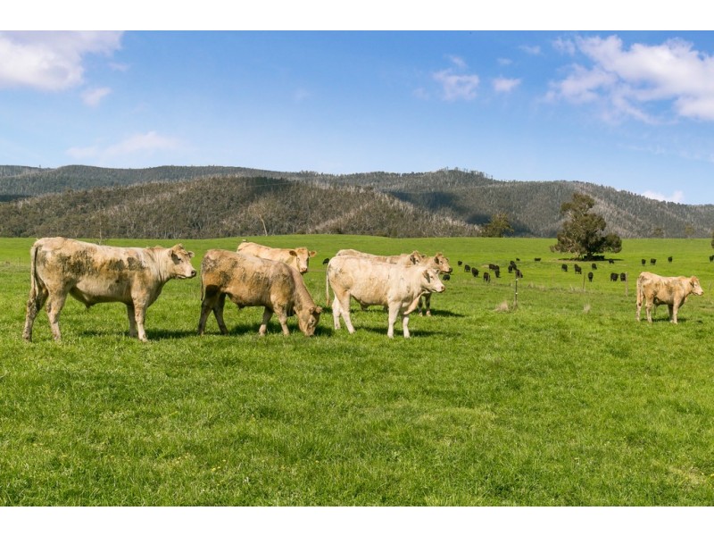 88 Wilhelmina Falls Road, Murrindindi VIC 3717