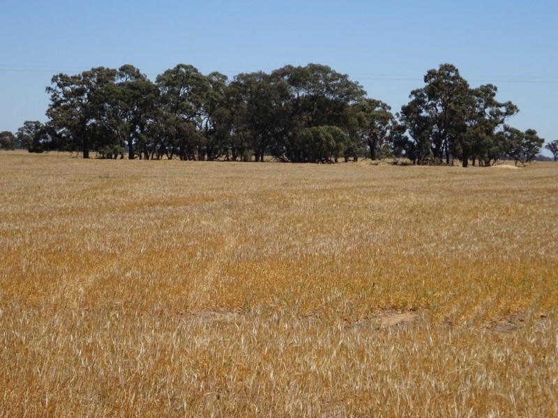 . Womboota Siding Road, Moama NSW 2731