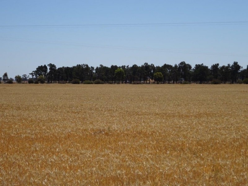 . Womboota Siding Road, Moama NSW 2731