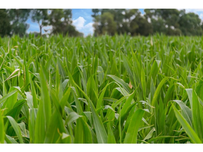 Lot 84 James Road, Finley NSW 2713
