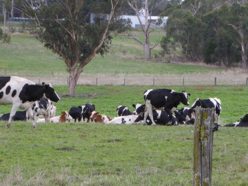 199 Jancourt-Forrest Road, Carpendeit VIC 3260