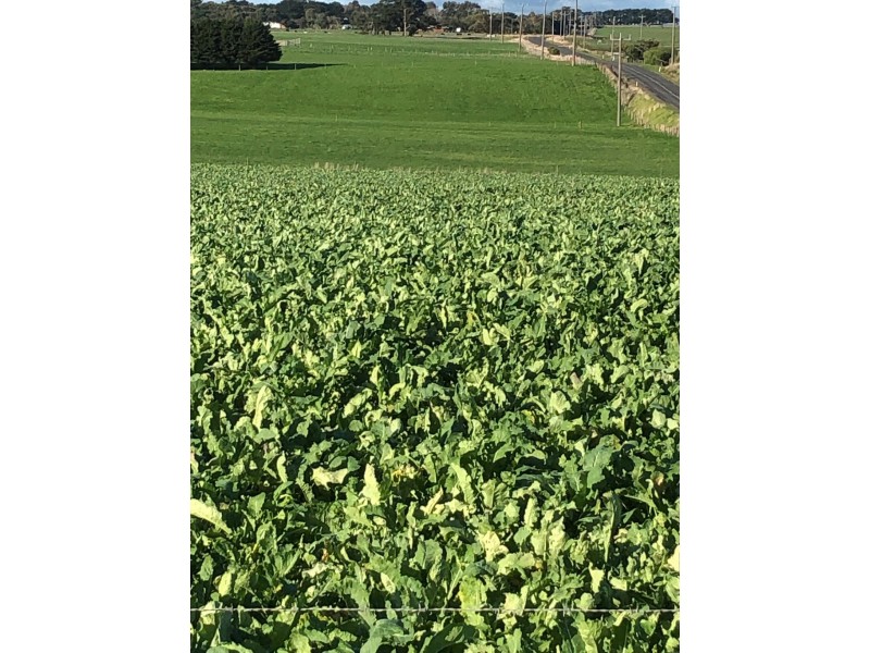 434 CONNS LANE, YANGERY, Warrnambool VIC 3280