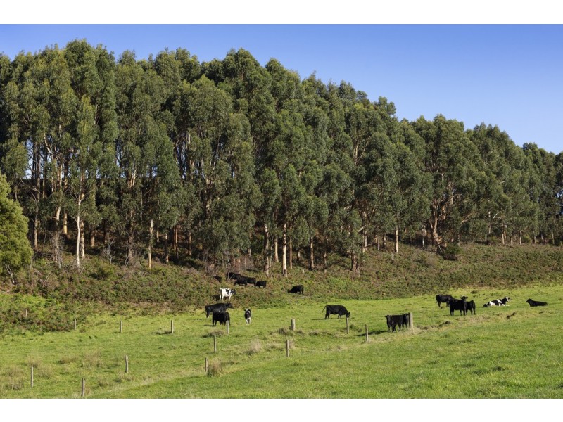 105 Stafford Road, Johanna VIC 3238