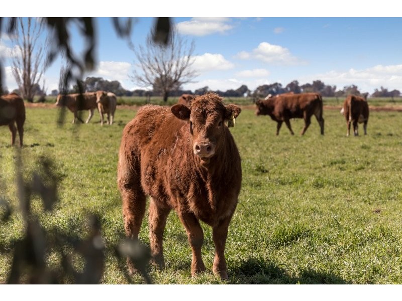 705 MCKENZIE ROAD, Echuca VIC 3564