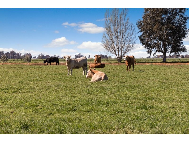 705 MCKENZIE ROAD, Echuca VIC 3564