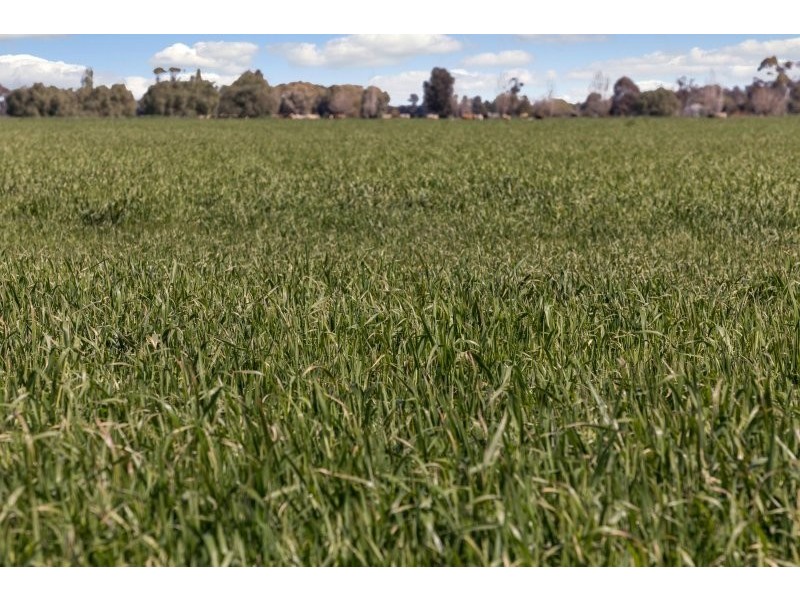 705 MCKENZIE ROAD, Echuca VIC 3564