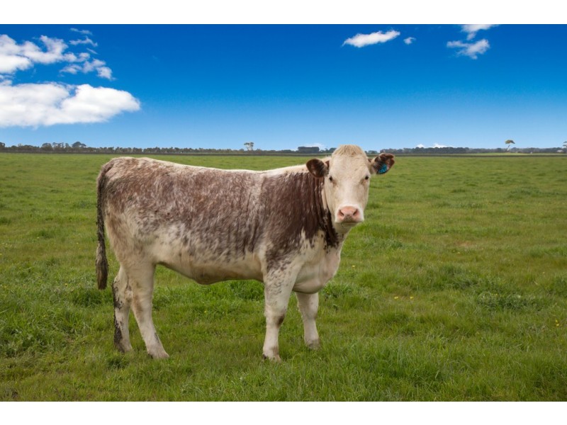 305 Foxhow – Pomborneit Road, Weerite VIC 3260