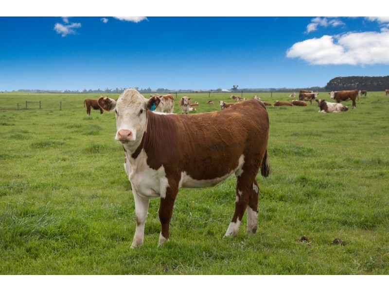 305 Foxhow – Pomborneit Road, Weerite VIC 3260