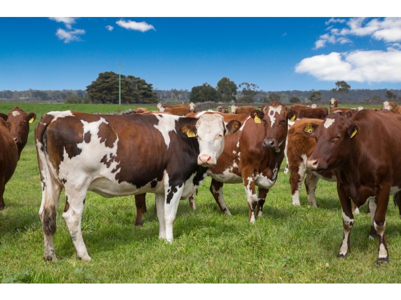 305 Foxhow – Pomborneit Road, Weerite VIC 3260