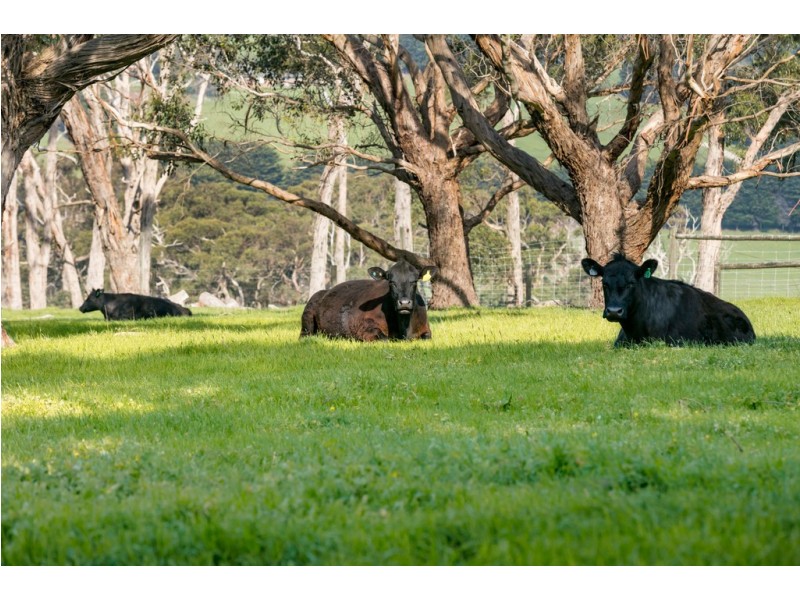 289 Meakins Road, Flinders VIC 3929
