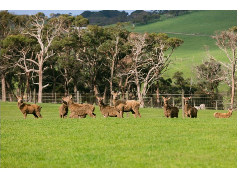 289 Meakins Road, Flinders VIC 3929