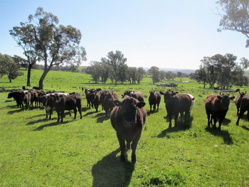 2222 Goulburn Valley Hwy, Alexandra VIC 3714