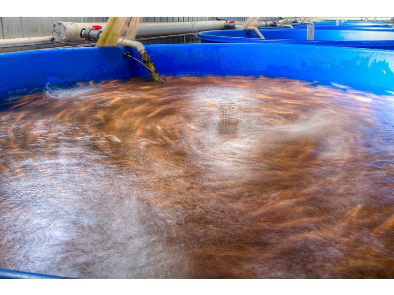 10 Stony Creek Road, Harrietville VIC 3741