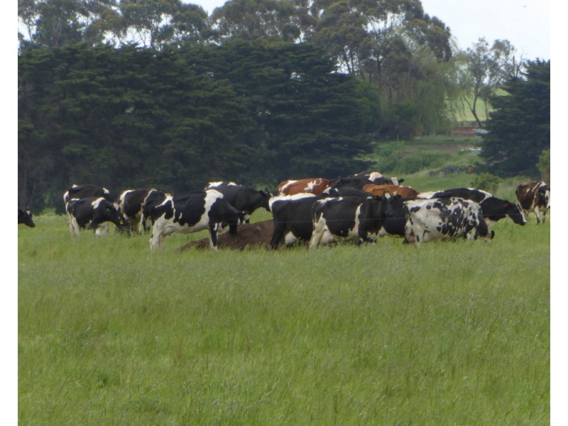 170 ALLANS ROAD, Framlingham VIC 3265