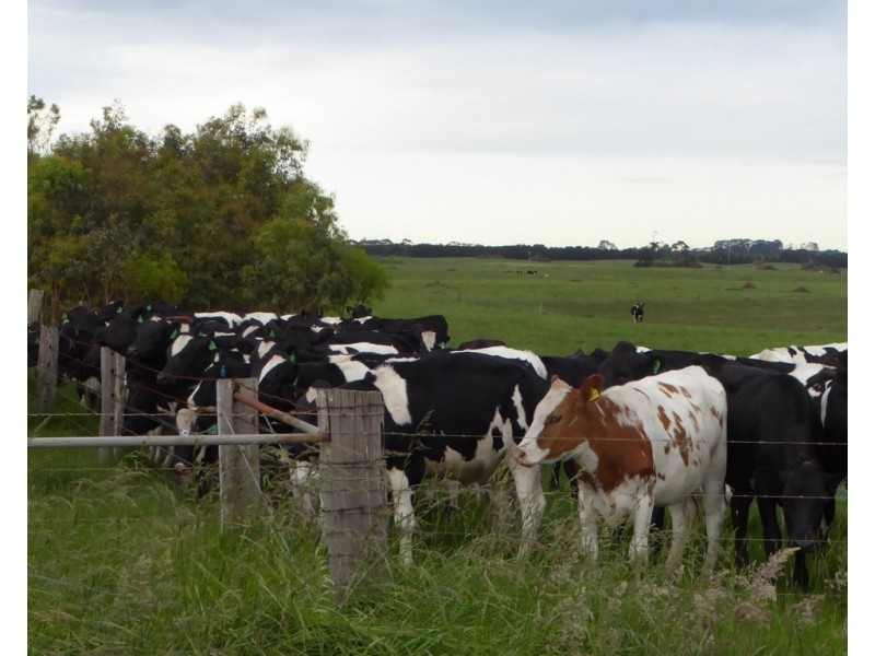 170 ALLANS ROAD, Framlingham VIC 3265