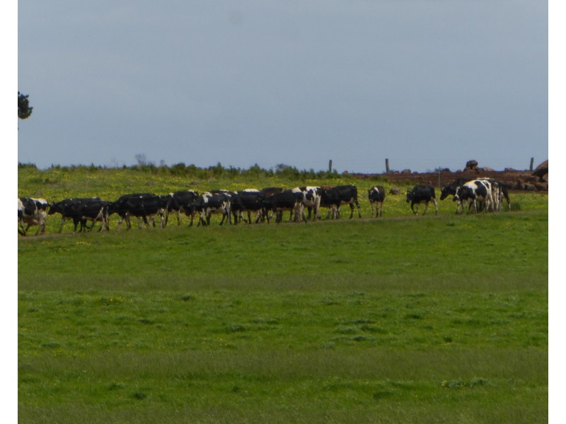 170 ALLANS ROAD, Framlingham VIC 3265