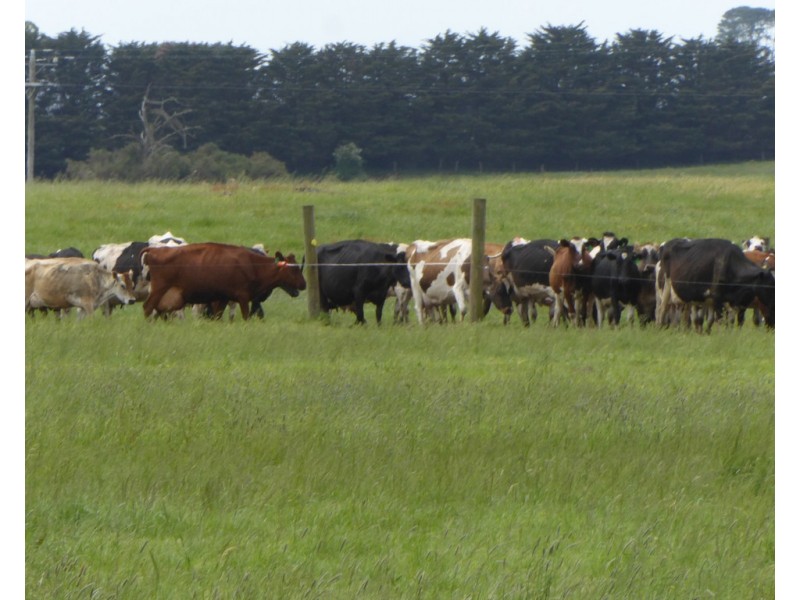 170 ALLANS ROAD, Framlingham VIC 3265