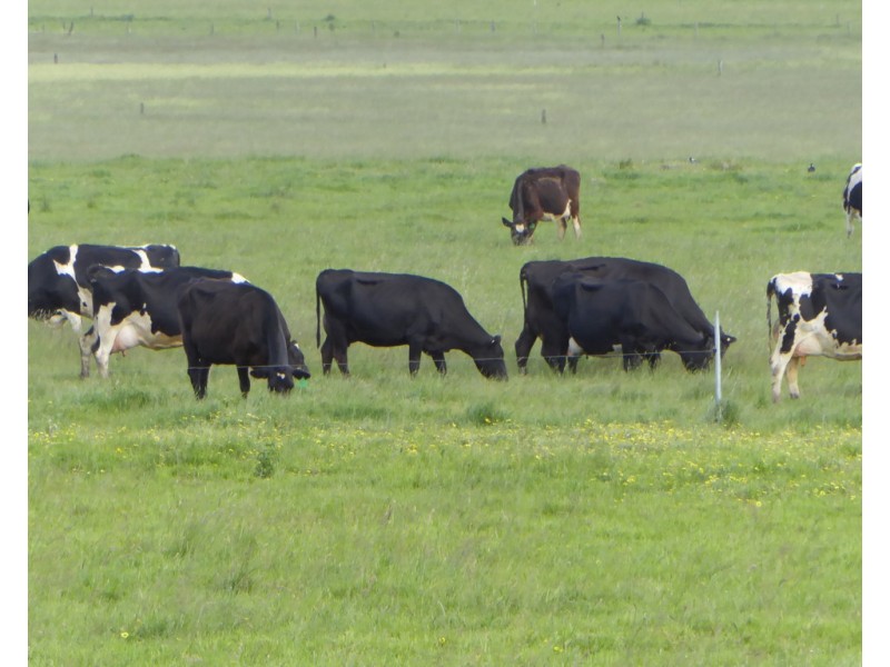 170 ALLANS ROAD, Framlingham VIC 3265