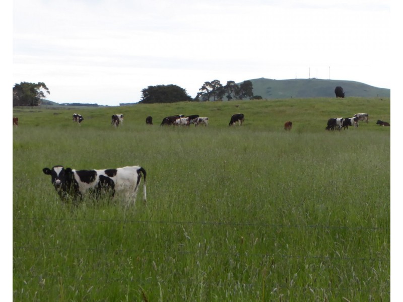 170 ALLANS ROAD, Framlingham VIC 3265