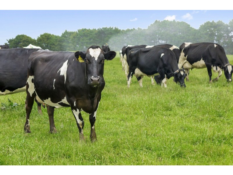 687 South Riana Road, South Riana TAS 7316