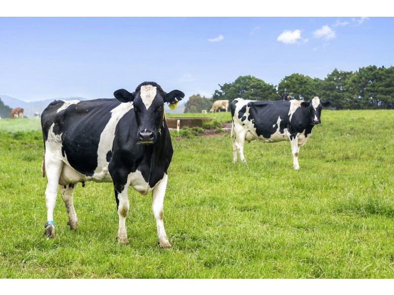 687 South Riana Road, South Riana TAS 7316