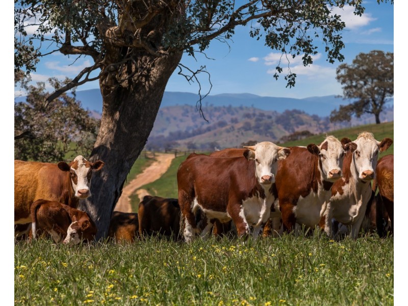 356 Shaws Road, Gobur VIC 3719