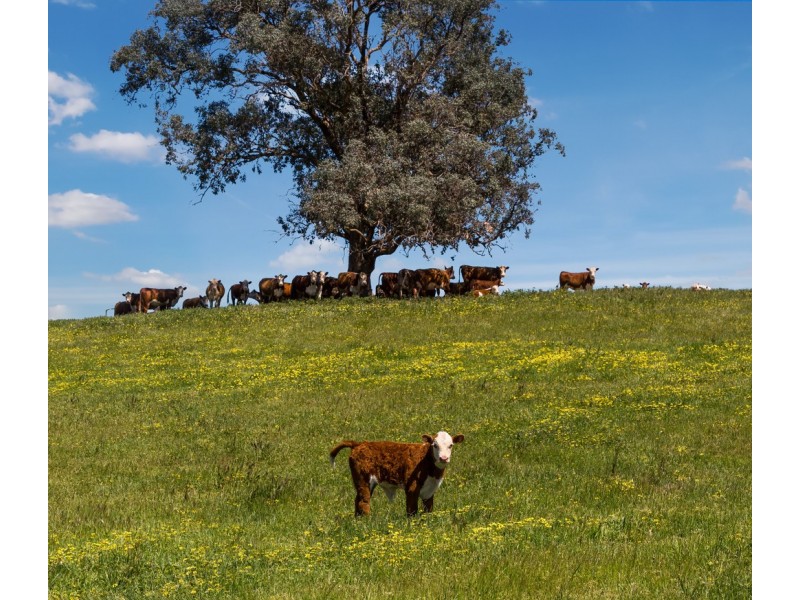 356 Shaws Road, Gobur VIC 3719