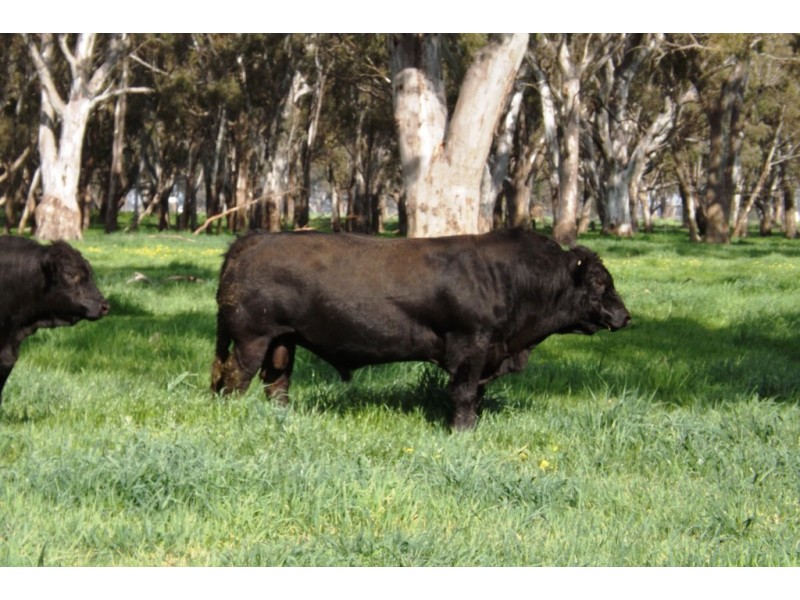 100 Goulburn Valley Highway, Yarroweyah VIC 3644