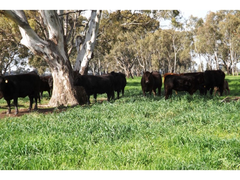 100 Goulburn Valley Highway, Yarroweyah VIC 3644