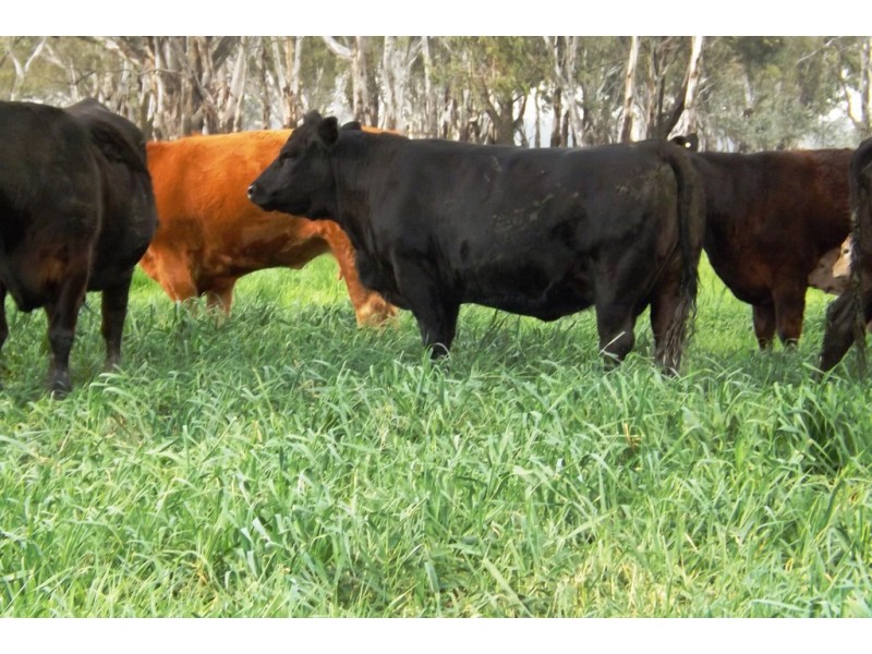 100 Goulburn Valley Highway, Yarroweyah VIC 3644