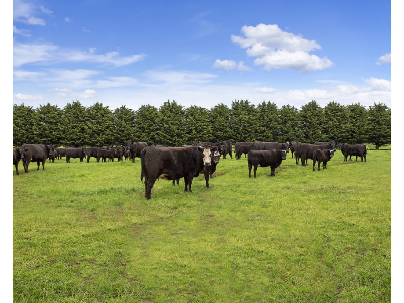 2019 Ellerslie-Panmure Road, Panmure VIC 3265