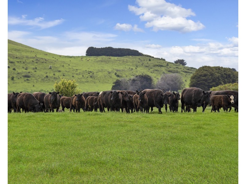 2019 Ellerslie-Panmure Road, Panmure VIC 3265