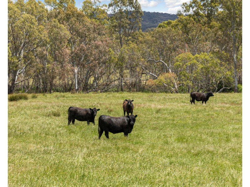 2625 Seymour-Tooborac Road, Tooborac VIC 3522