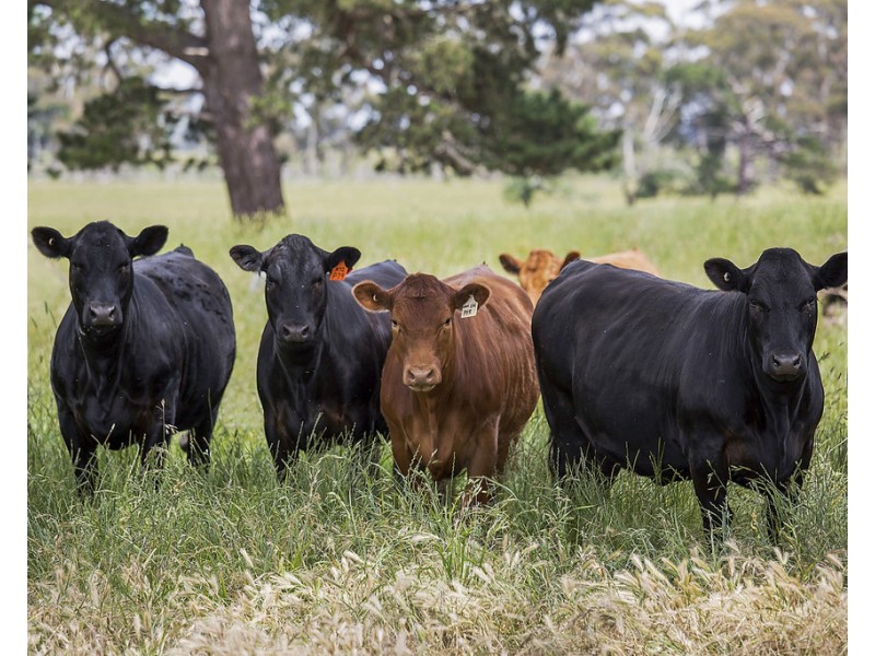 3551 PRINCES HIGHWAY, Weerite VIC 3260