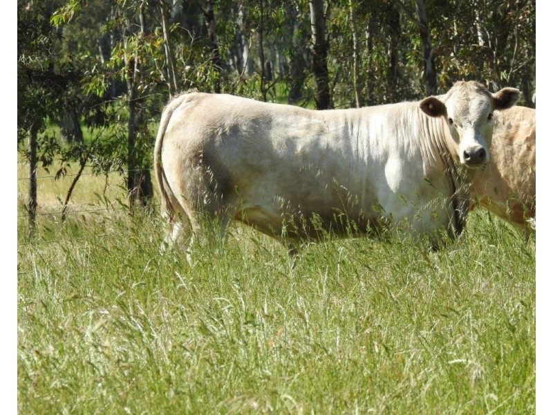 14 Ghin Ghin Road, Yea VIC 3717