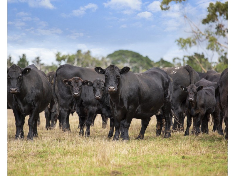 3896 HENTY HIGHWAY, Milltown VIC 3304