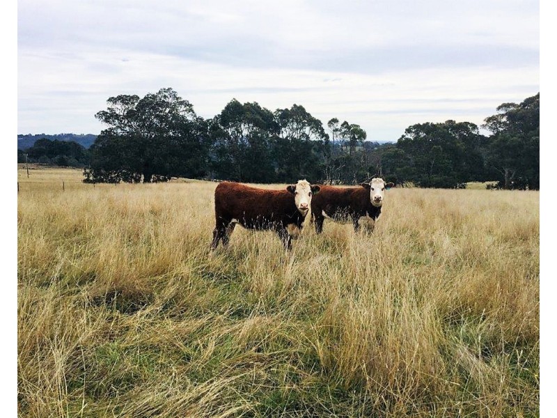 155 Gum Road, Caveat VIC 3660