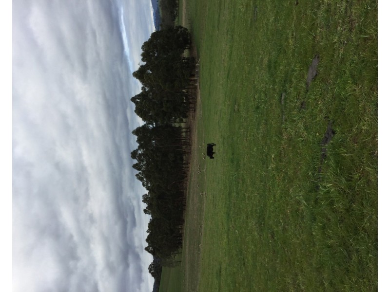 305 MURRINDINDI ROAD, Murrindindi VIC 3717