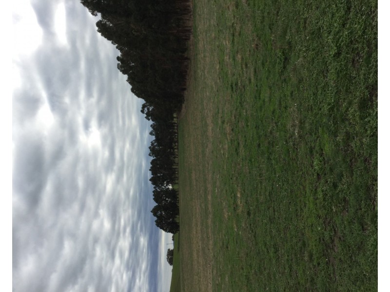 305 MURRINDINDI ROAD, Murrindindi VIC 3717