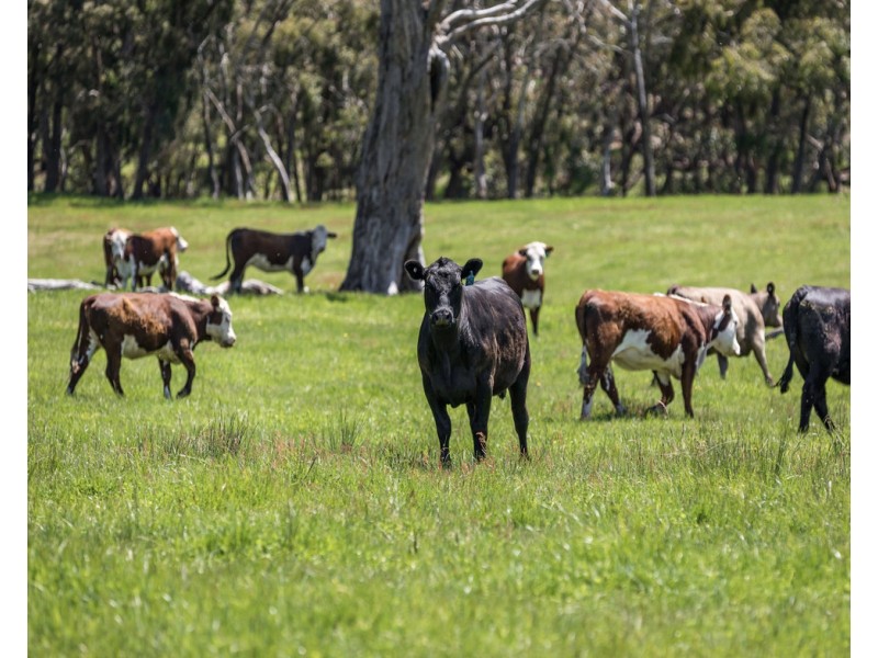 465 McHargs Road, Willowmavin VIC 3764