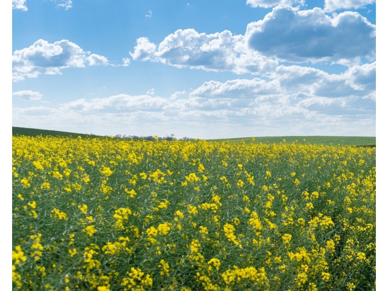 2354 Back Morundah Road, Morundah NSW 2700