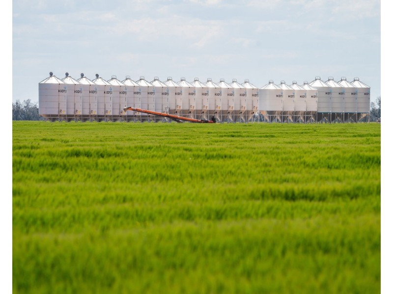 2354 Back Morundah Road, Morundah NSW 2700